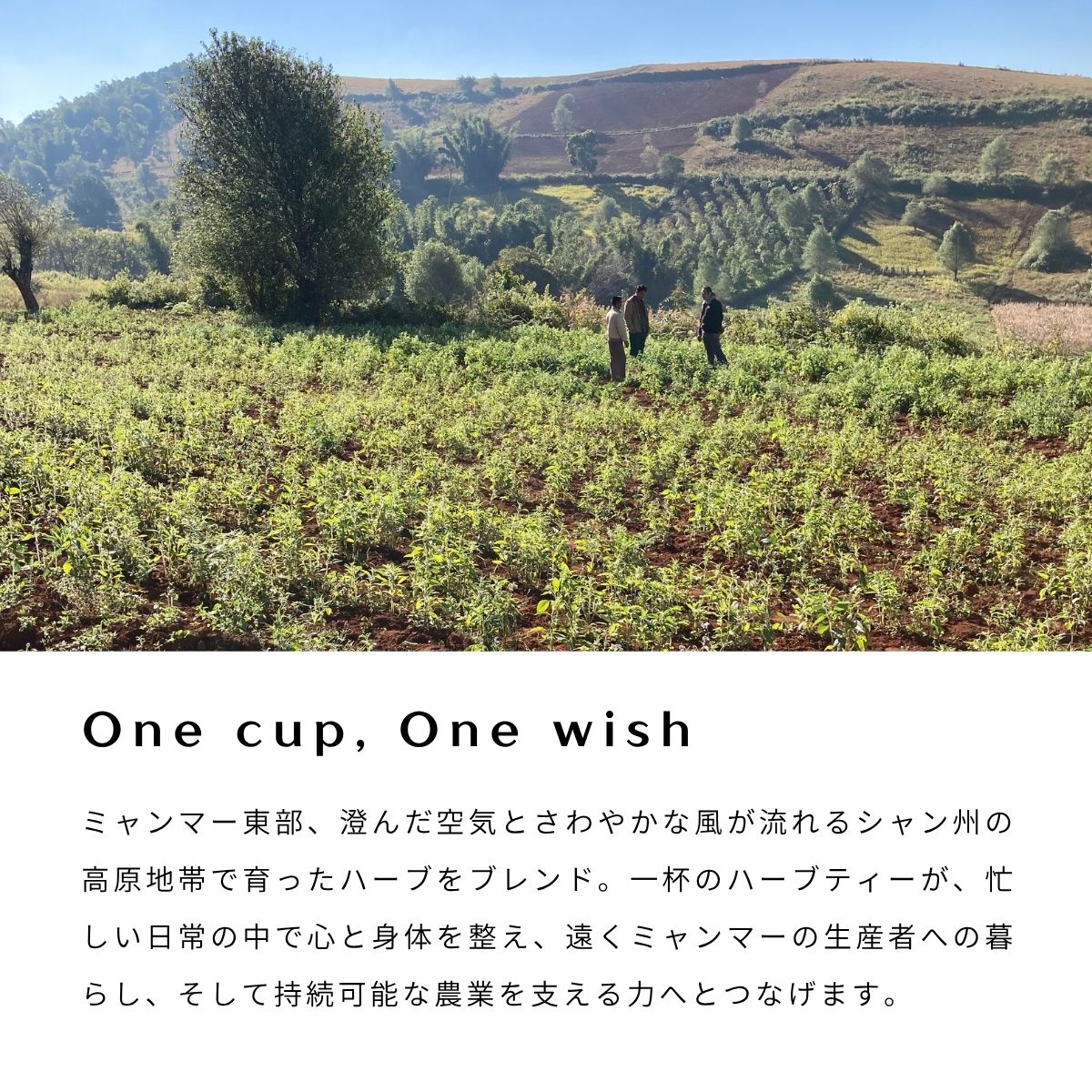 ハーブティ｜Shan Breeze Herb Tea